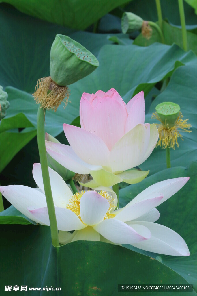 荷花荷叶  