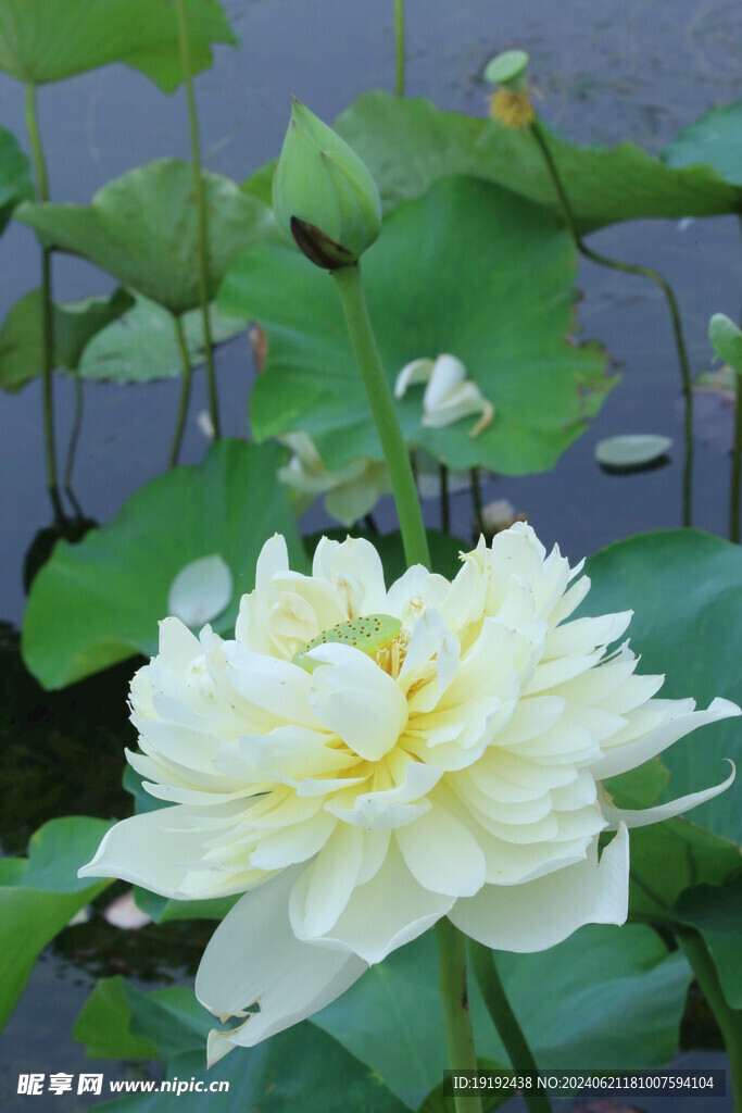 荷花荷叶 