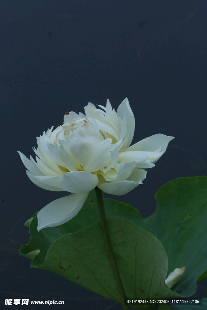 荷花荷叶 