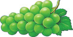 绿色 葡萄