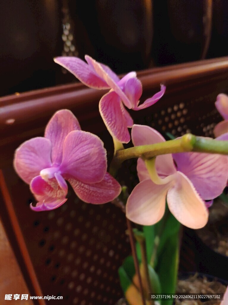 兰花