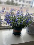 紫色小花