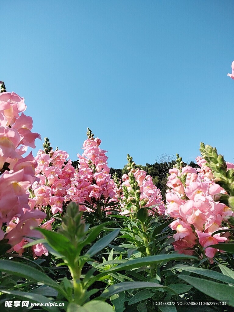 金鱼草