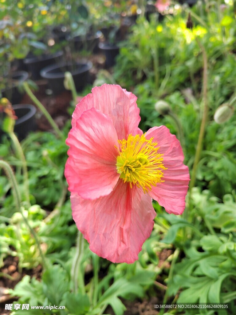 虞美人