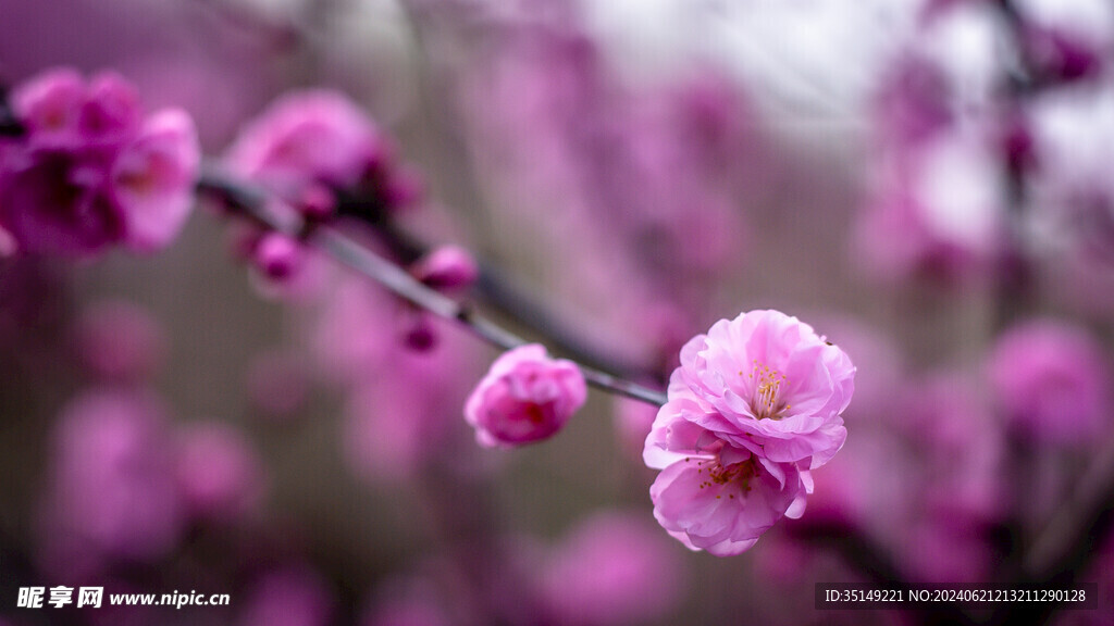 樱花