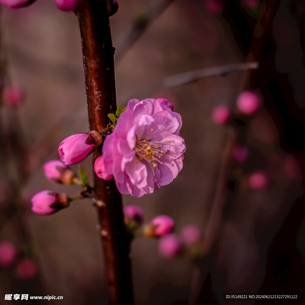 樱花