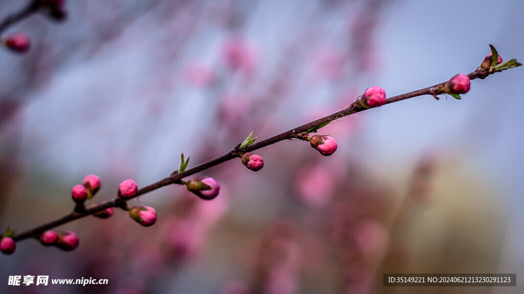 樱花