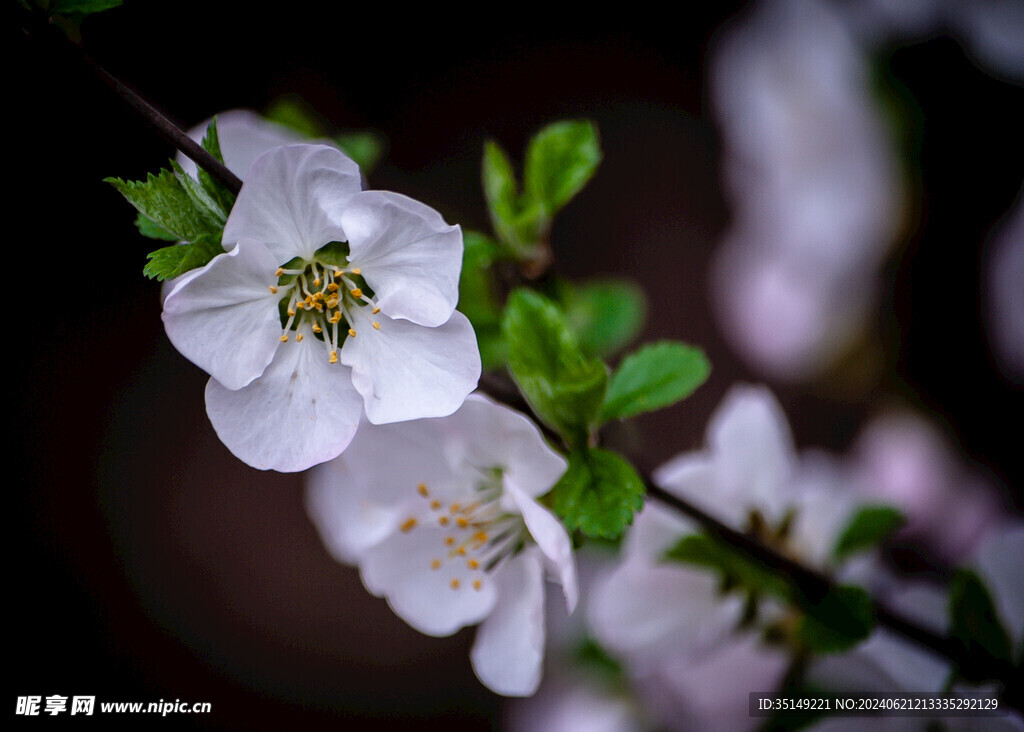 樱花
