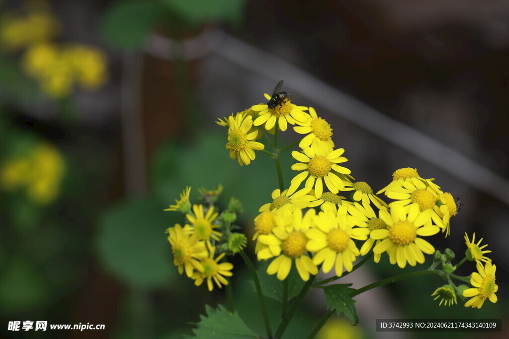 菊花与蜜蜂