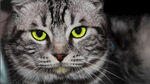 猫咪
