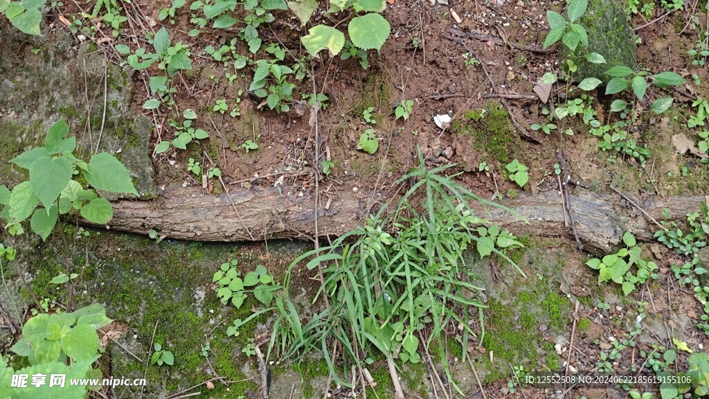 苔藓树叶