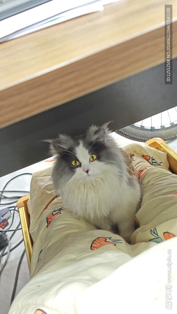 宠物猫