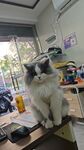 宠物猫