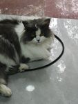 猫咪