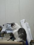 宠物猫