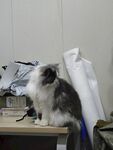 宠物猫