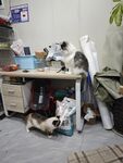 宠物猫