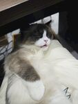 宠物猫