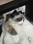 宠物猫
