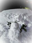 雪人
