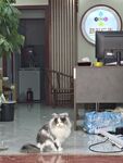 宠物猫