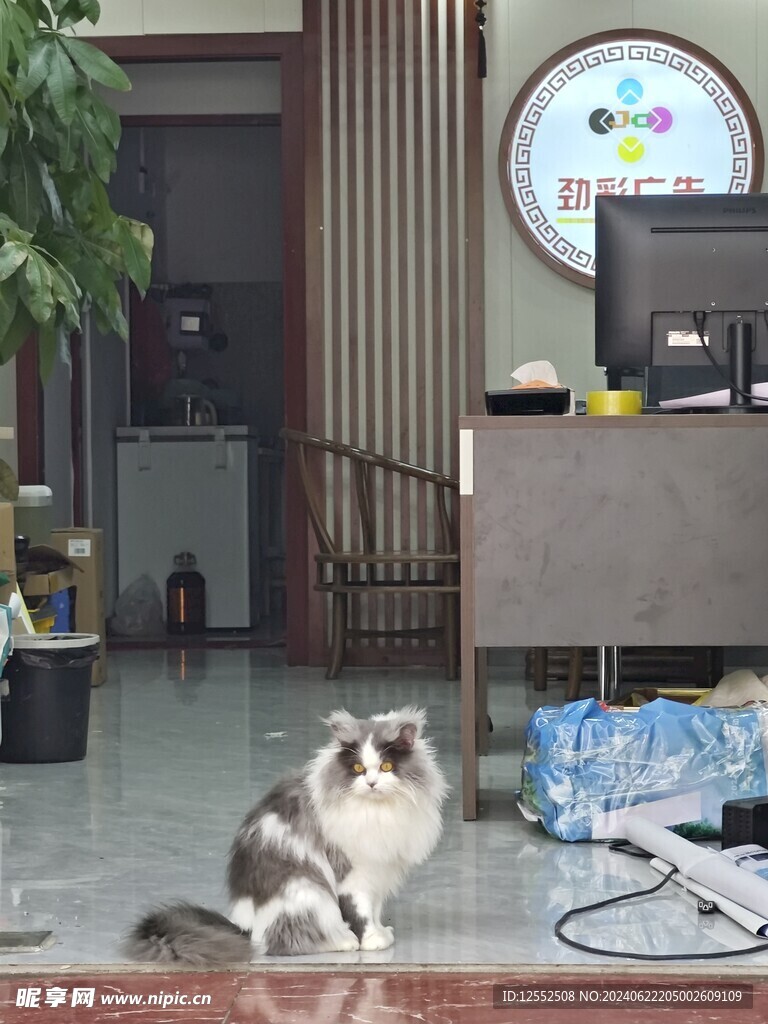 宠物猫