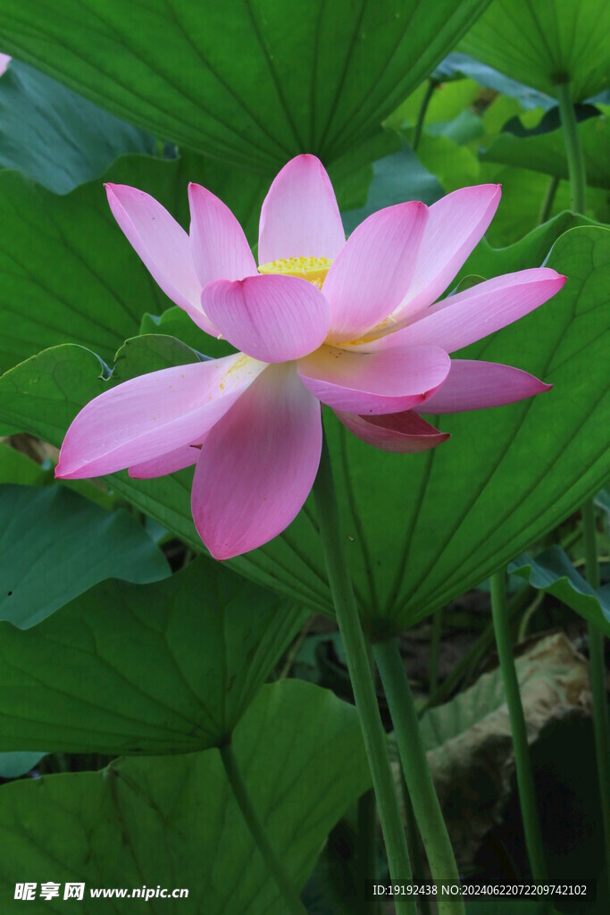 荷花荷叶 