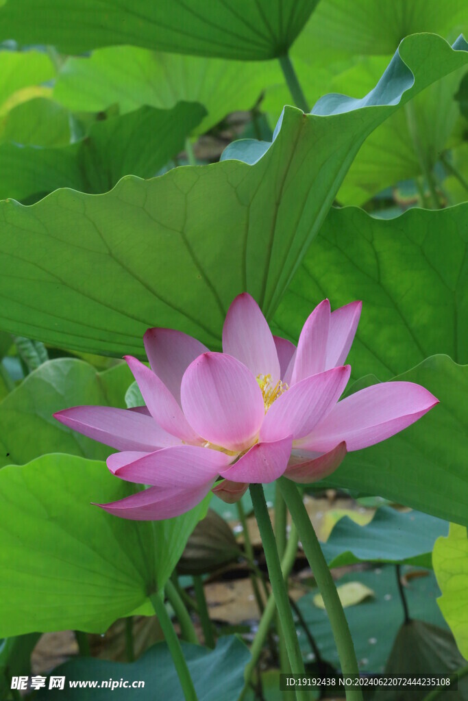 荷花荷叶 