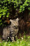 狸花猫