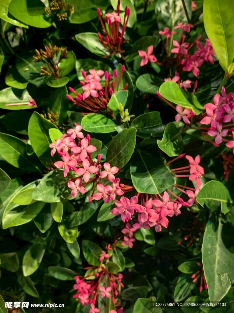 广东肇庆景区鲜花景色