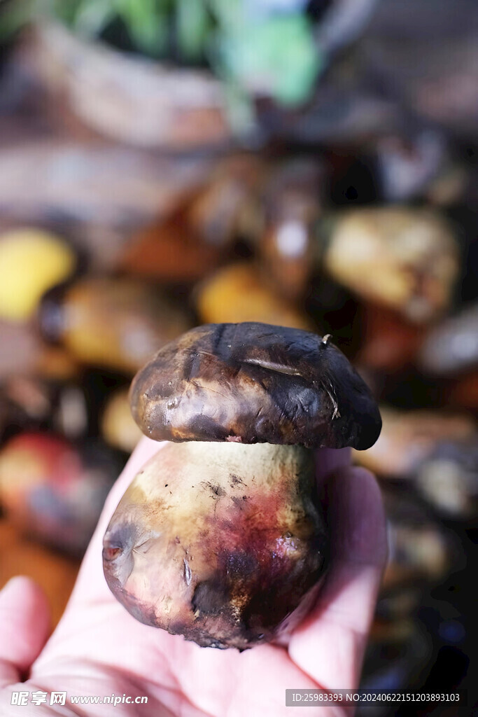 云南菌菇
