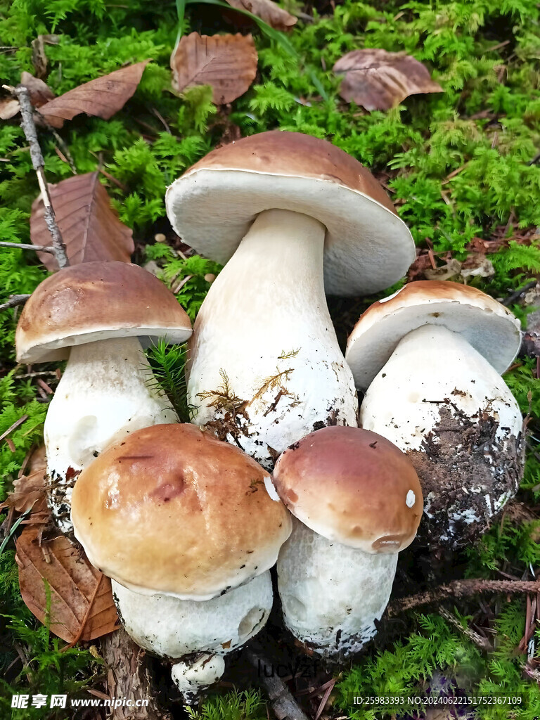 云南菌菇