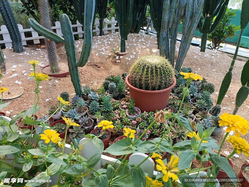 热带植物