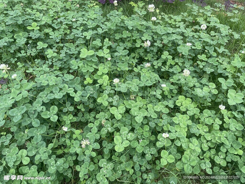 绿化带野花