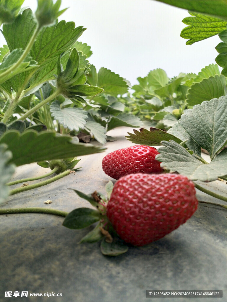 草莓