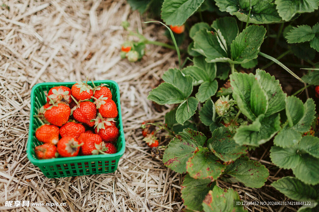 草莓