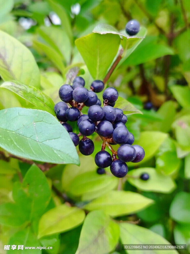 葡萄