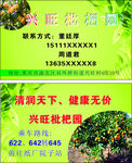 枇杷名片