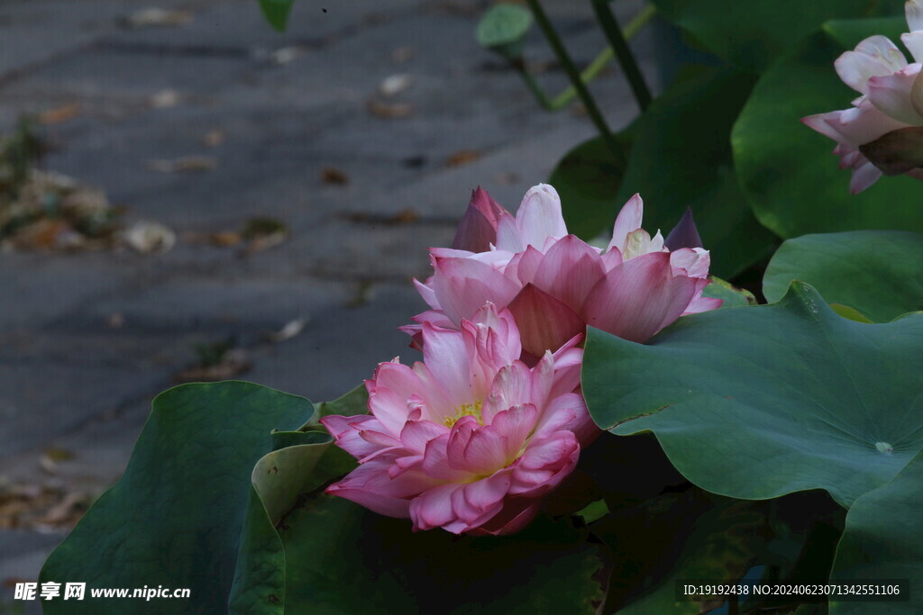 荷花荷叶 