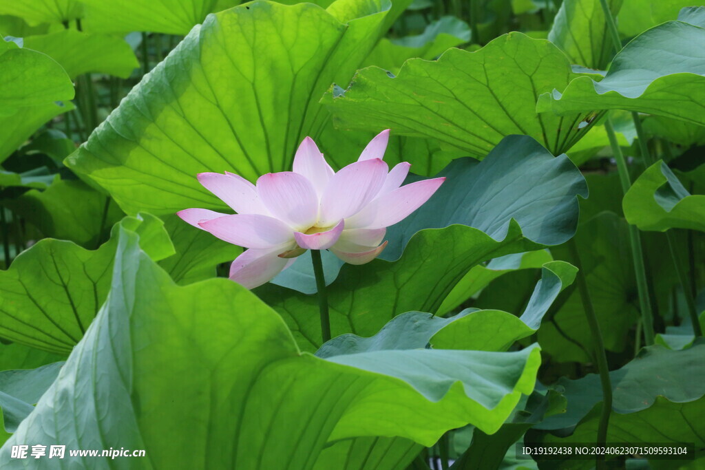 荷花荷叶 