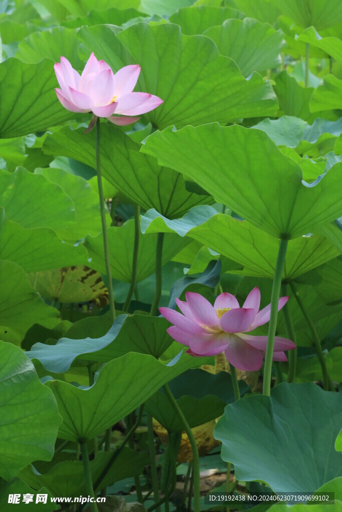 荷花荷叶  