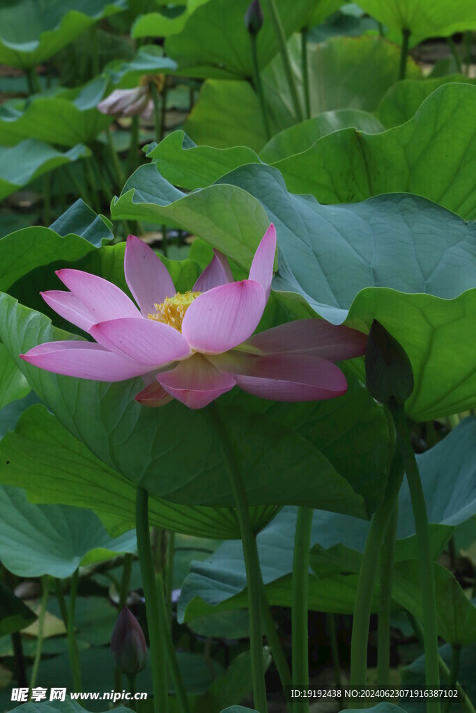 荷花荷叶  