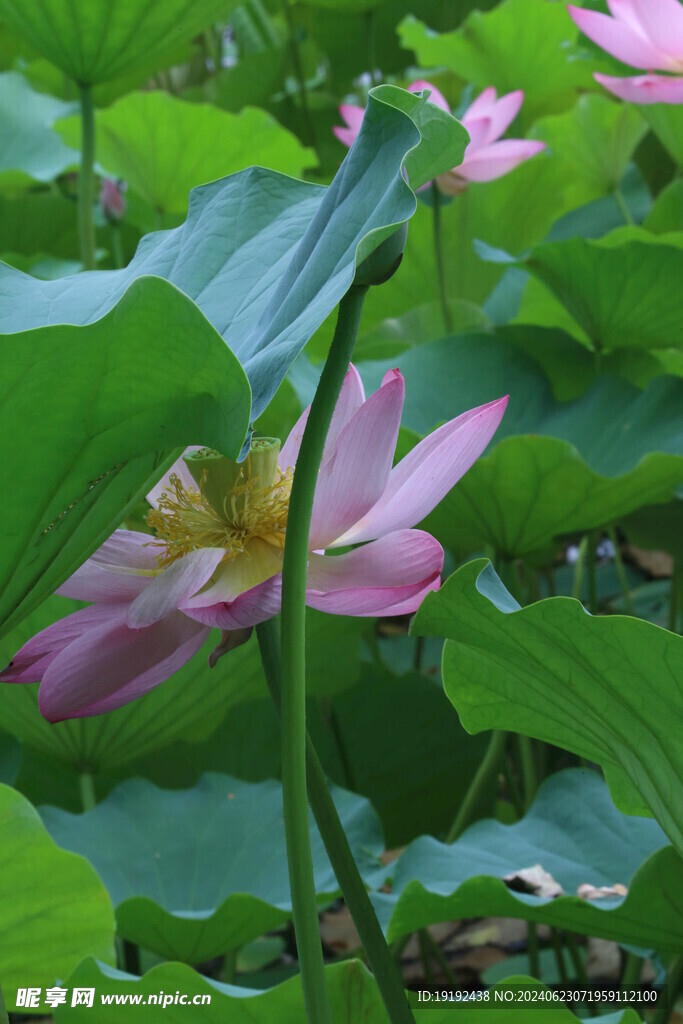 荷花荷叶  