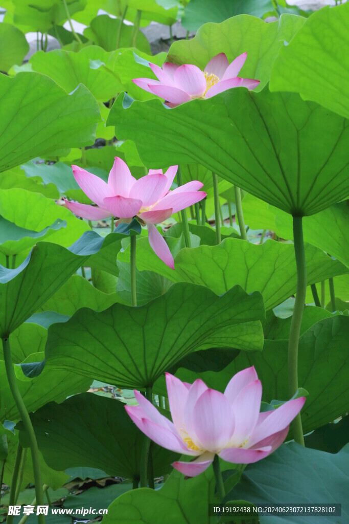 荷花荷叶 
