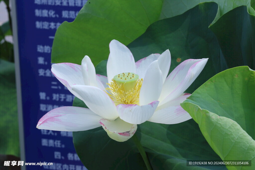 荷花荷叶 