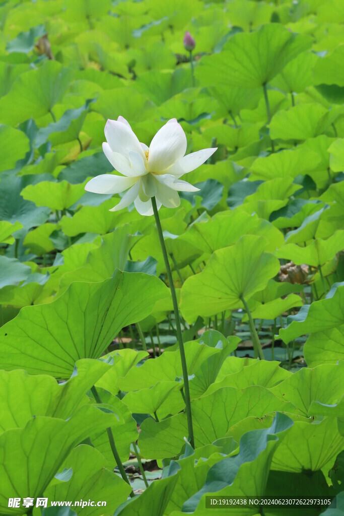 荷花荷叶 