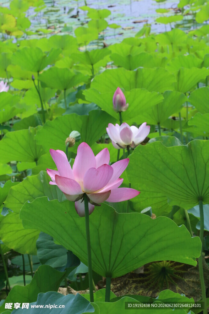 荷花荷叶  