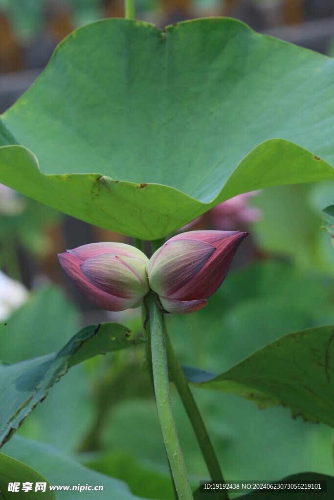 荷花荷叶
