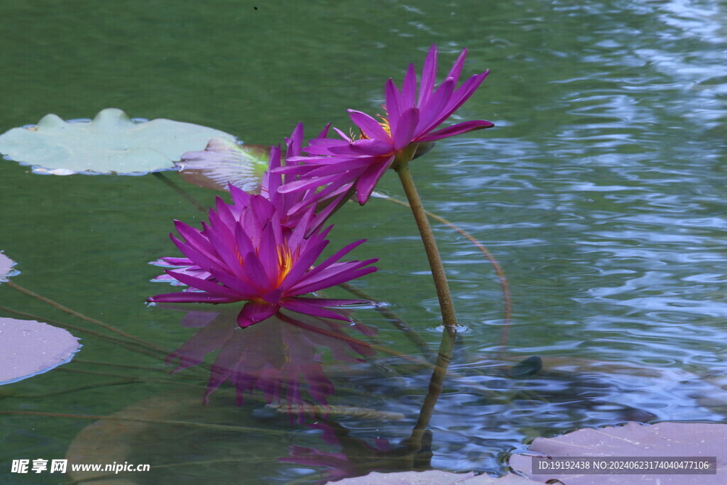 睡莲花  