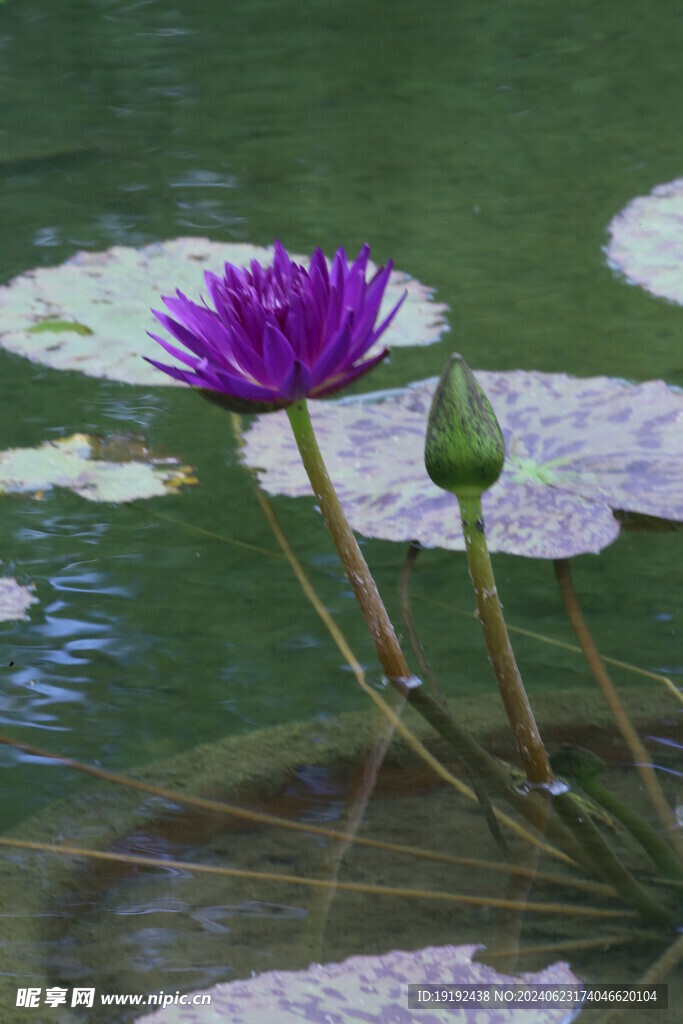 睡莲花  